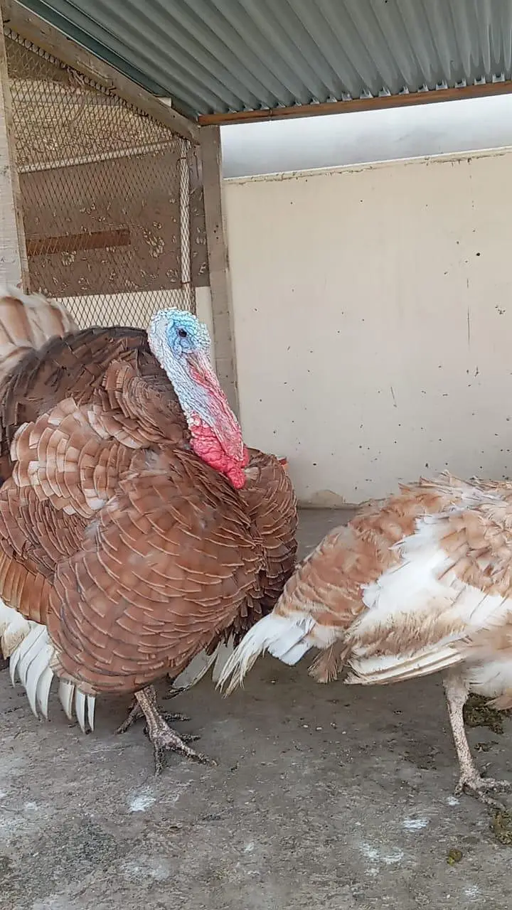 Adult Turkey Pair Black & brown, Turkey meat, 18 months pair — photo 2