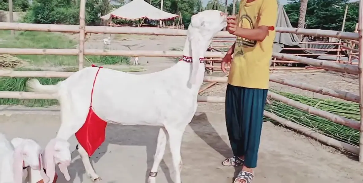 Rajanpuri Bakri Our 2 Bacchon ka sath For Sale _ 03299224671 — photo 2