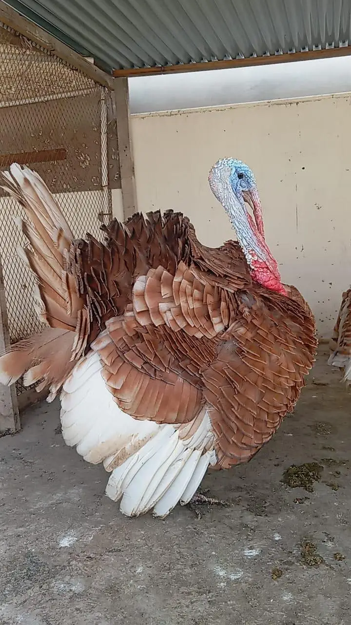 Adult Turkey Pair Black & brown, Turkey meat, 18 months pair — photo 3