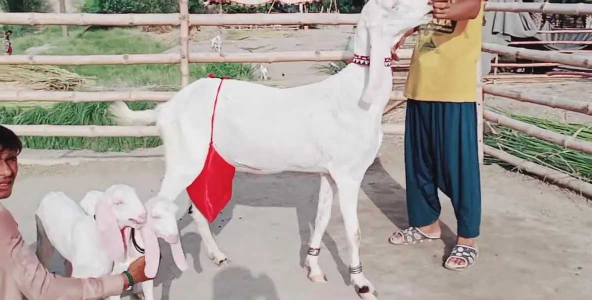 Rajanpuri Bakri Our 2 Bacchon ka sath For Sale _ 03299224671 — photo 3