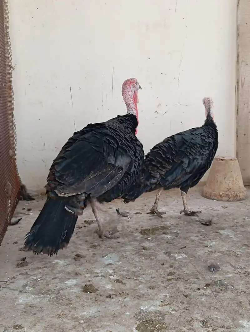 Adult Turkey Pair Black & brown, Turkey meat, 18 months pair — photo 4