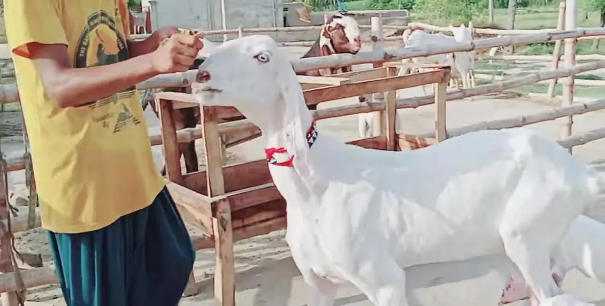 Rajanpuri Bakri Our 2 Bacchon ka sath For Sale _ 03299224671 — photo 4