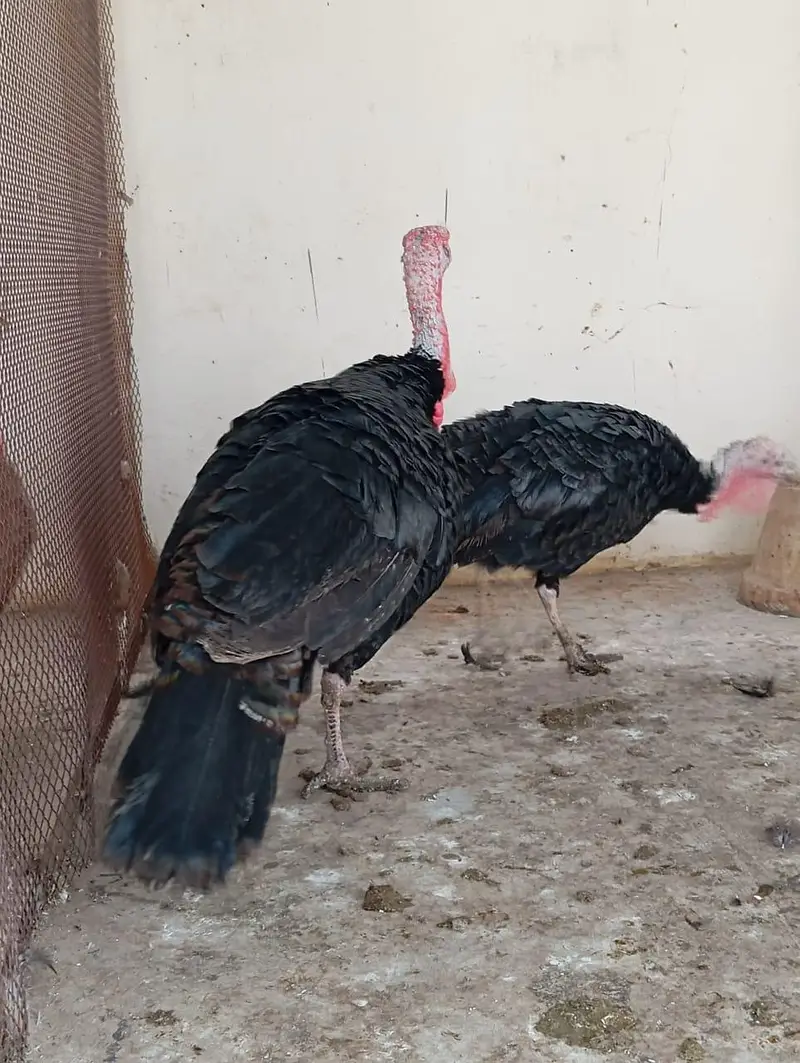 Adult Turkey Pair Black & brown, Turkey meat, 18 months pair — photo 5