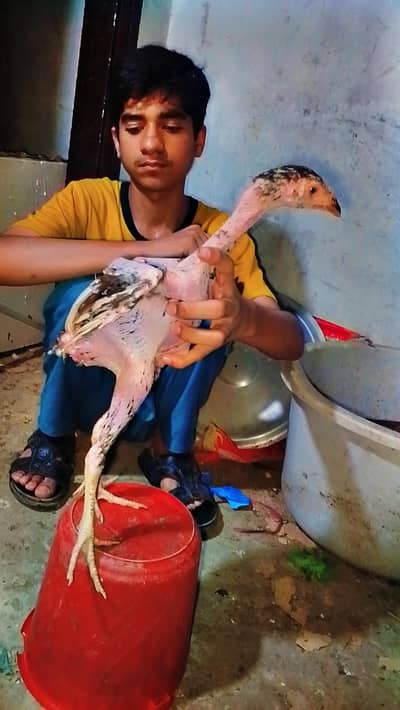 Pure Aseel Burmi pathy long Heighted 03364578464