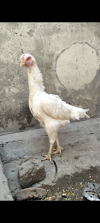 Pure | White| German Shamo| Female For Sale|