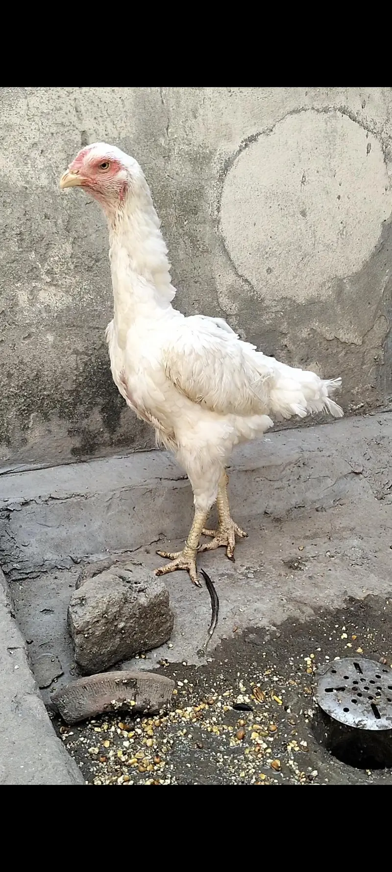 Pure | White| German Shamo| Female For Sale| — photo 3