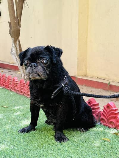 pug in black for sale