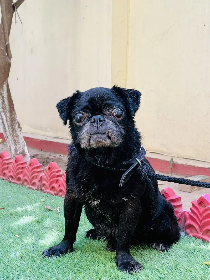 pug in black for sale — photo 2
