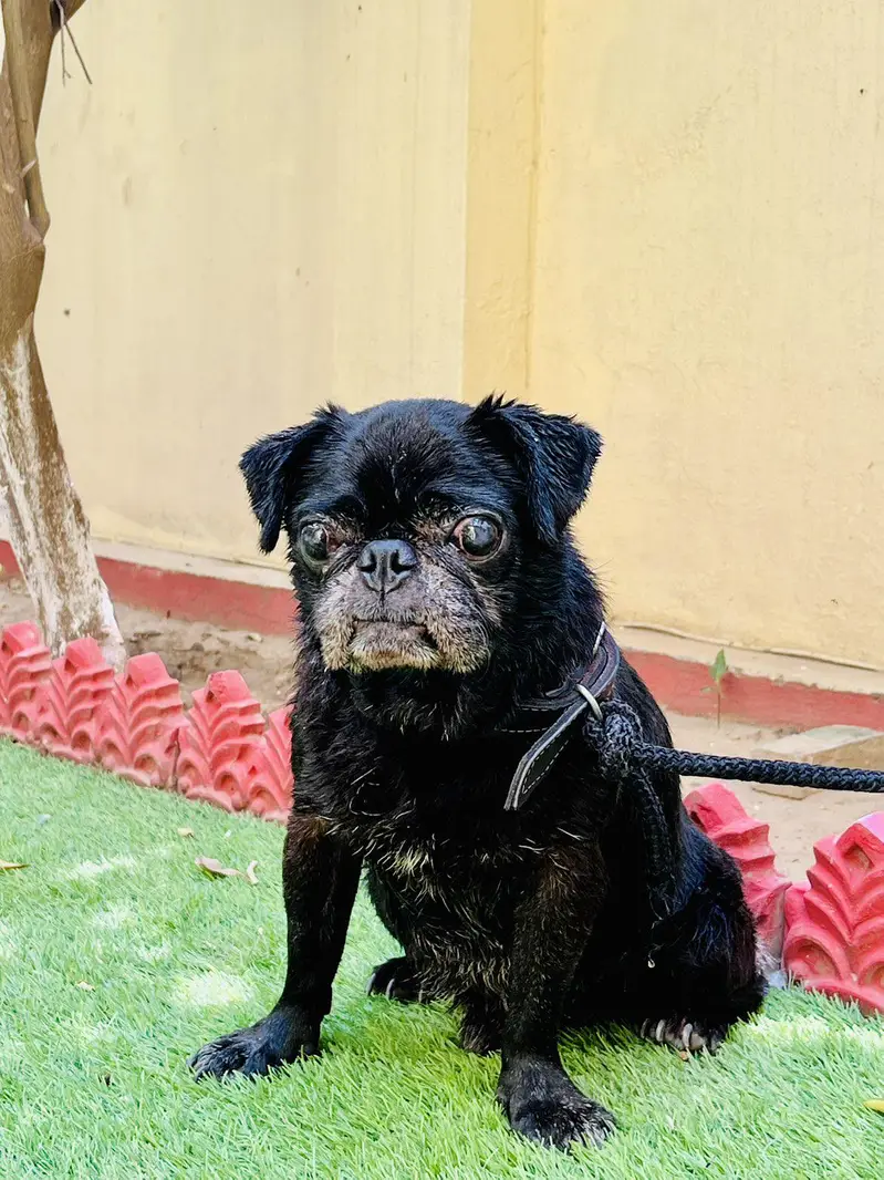 pug in black for sale — photo 3