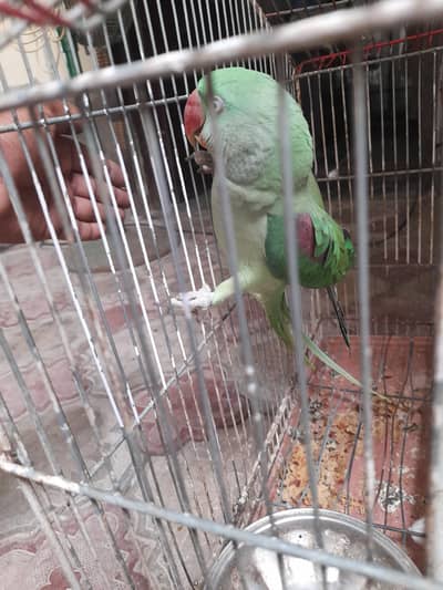 Raw Parrot