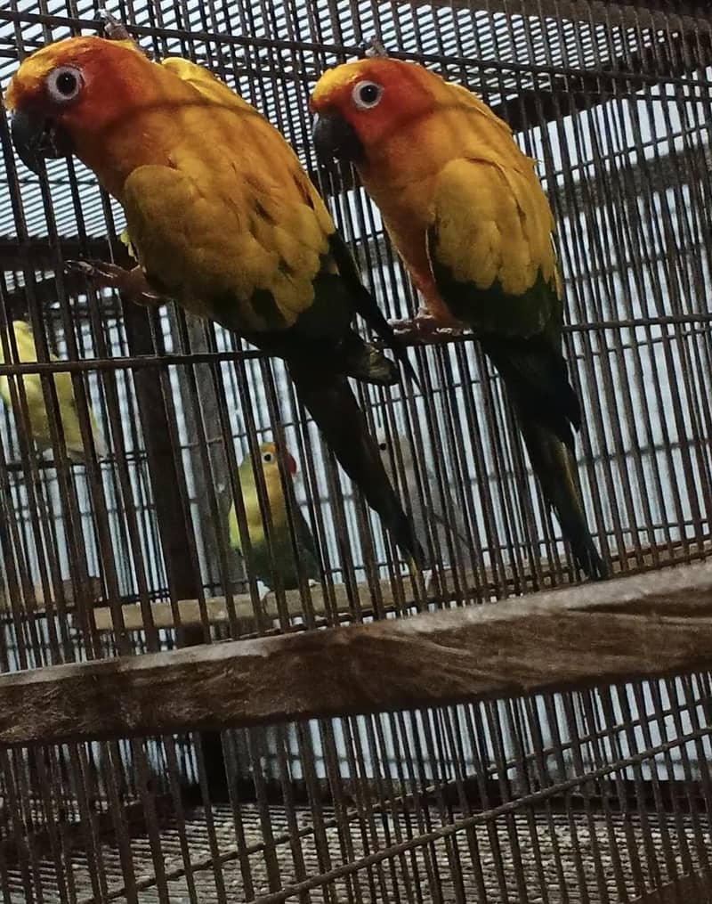 breeder pair 2