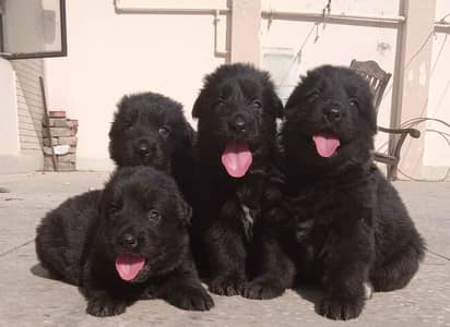 Black German Shepherd pair | long coat | German Shepherd puppies