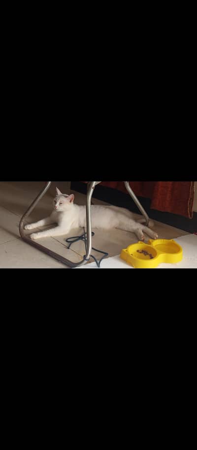 1 female cat
