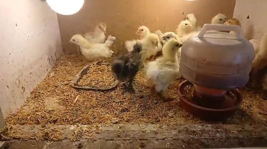 White silky bantam zero size polish Paper White heera chicks available