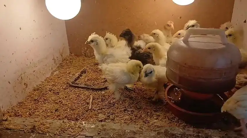 White silky bantam zero size polish Paper White heera chicks available — photo 2
