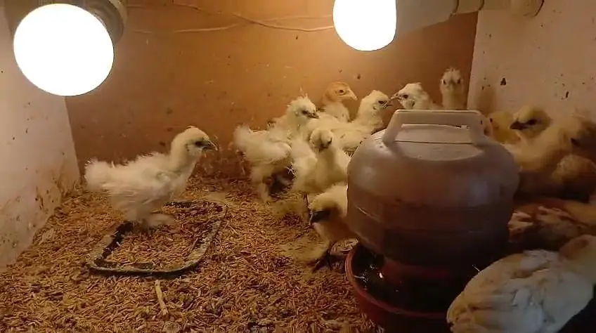White silky bantam zero size polish Paper White heera chicks available — photo 3