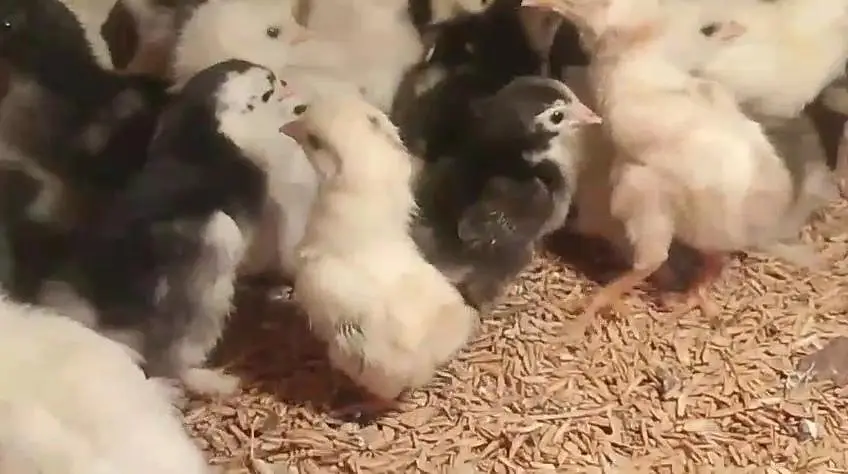 White silky bantam zero size polish Paper White heera chicks available — photo 4