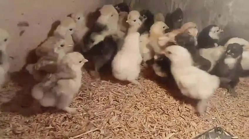 White silky bantam zero size polish Paper White heera chicks available — photo 5