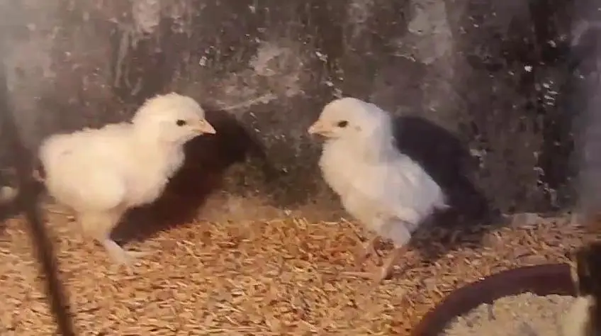 White silky bantam zero size polish Paper White heera chicks available — photo 6