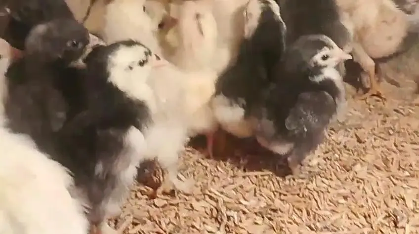 White silky bantam zero size polish Paper White heera chicks available — photo 7