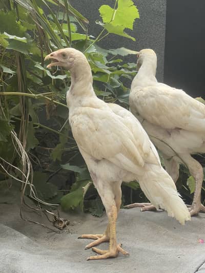 Paper White Heera Aseel/ Lasani Mushka