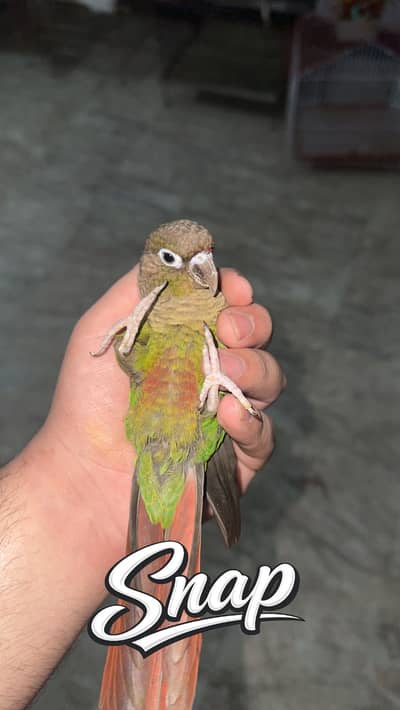 Green check conure non dna ready to breed only one piece(0323/7808505)