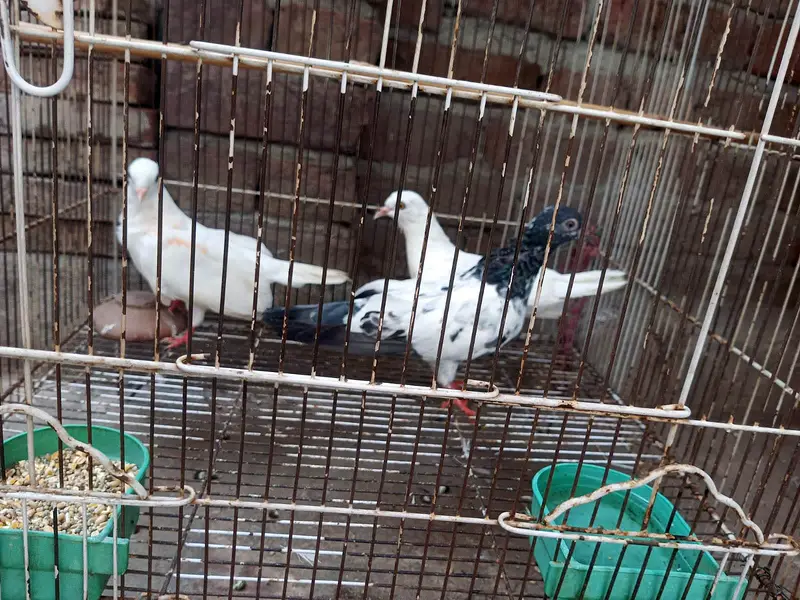 piegons for sale — photo 3