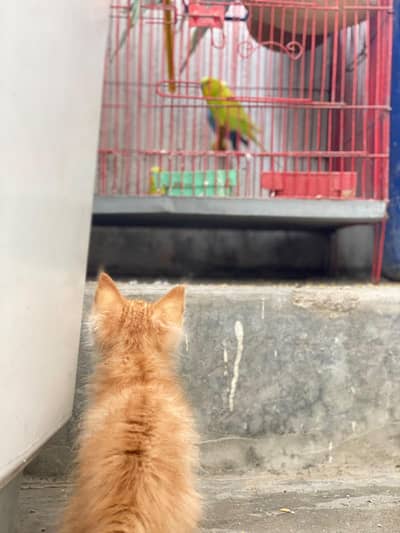 persion cat 2coat fully tamed and trained
