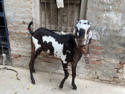 Sohna Sehatmand Kala Chitta Bakra 2 Dant