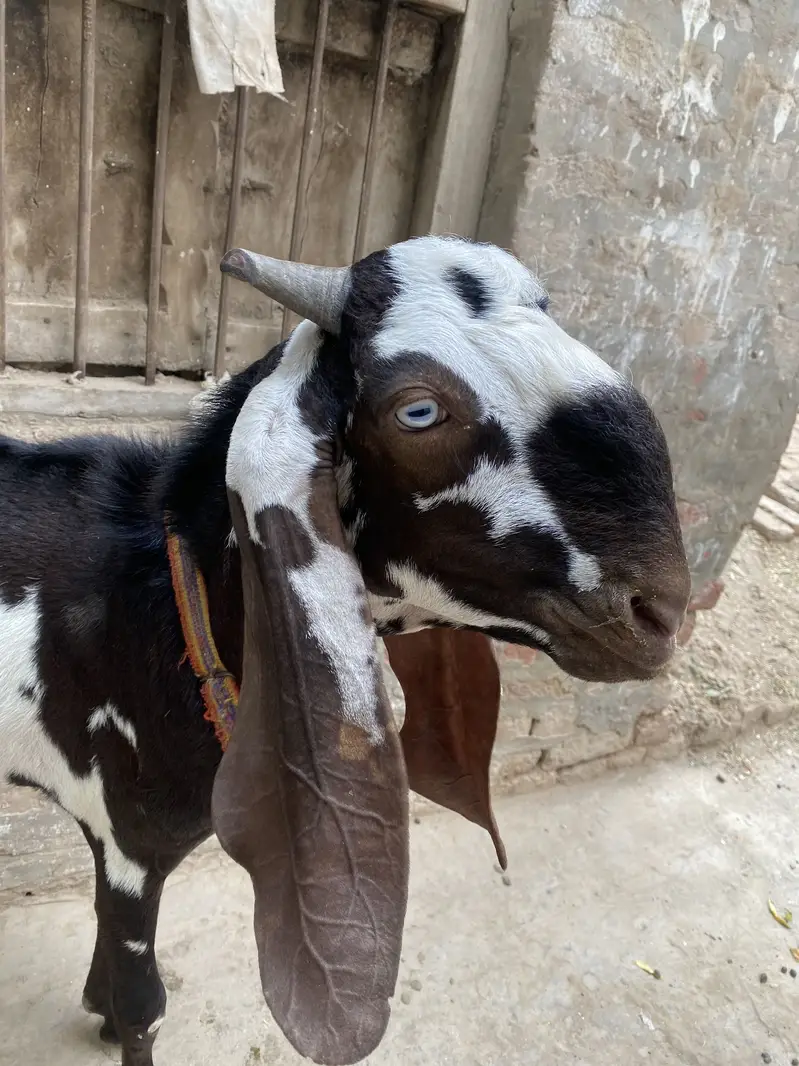 Sohna Sehatmand Kala Chitta Bakra 2 Dant — photo 2