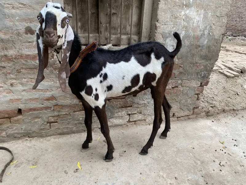 Sohna Sehatmand Kala Chitta Bakra 2 Dant — photo 3