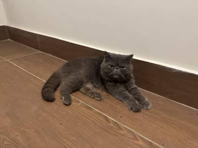 Exotic Shorthair