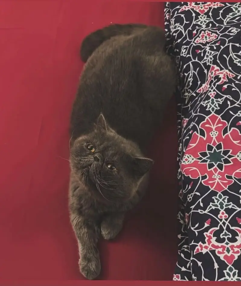 Exotic Shorthair — photo 2