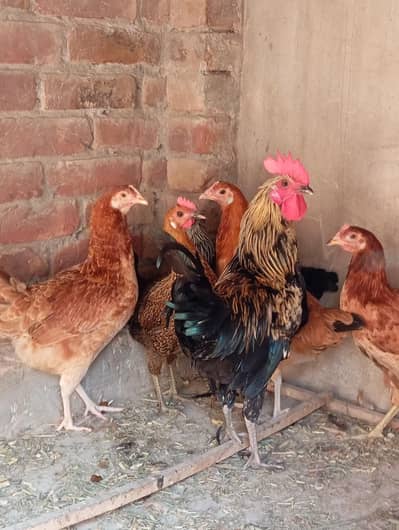5 female 1 male