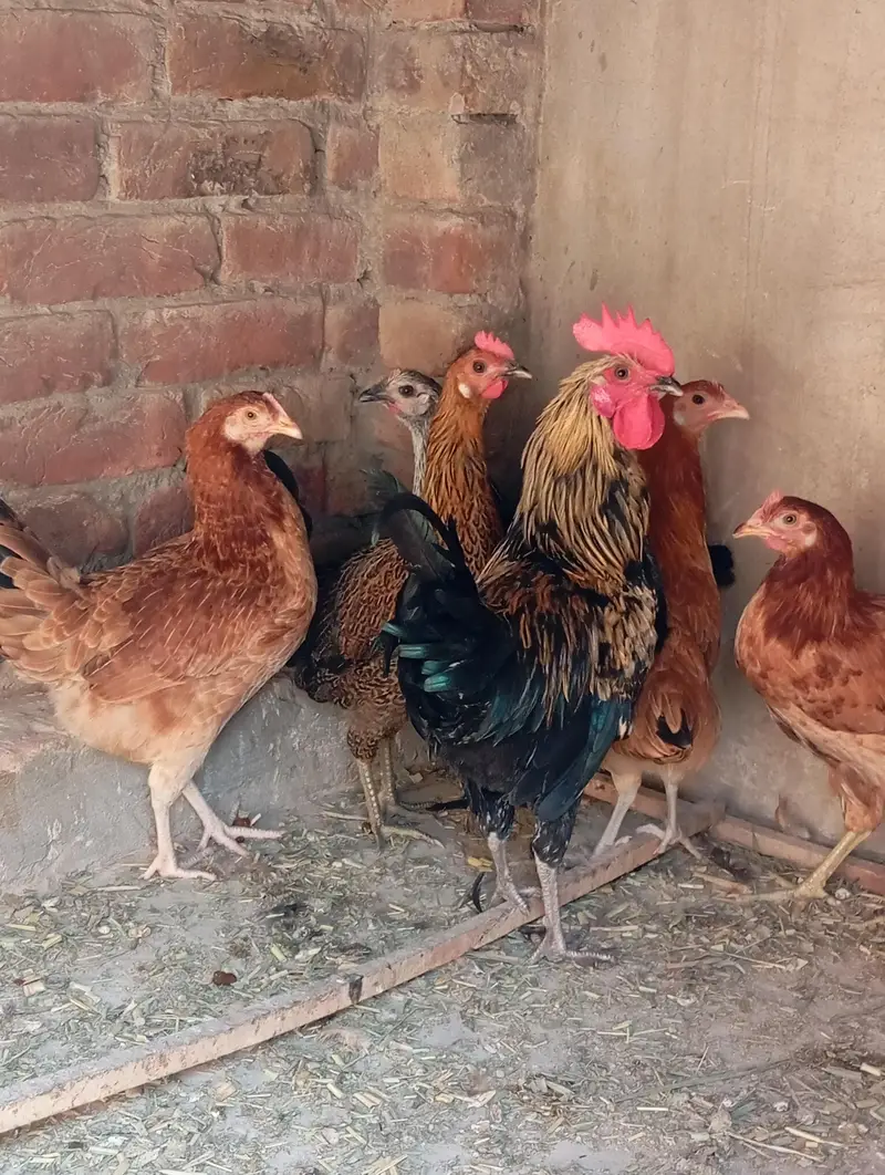 5 female 1 male — photo 2