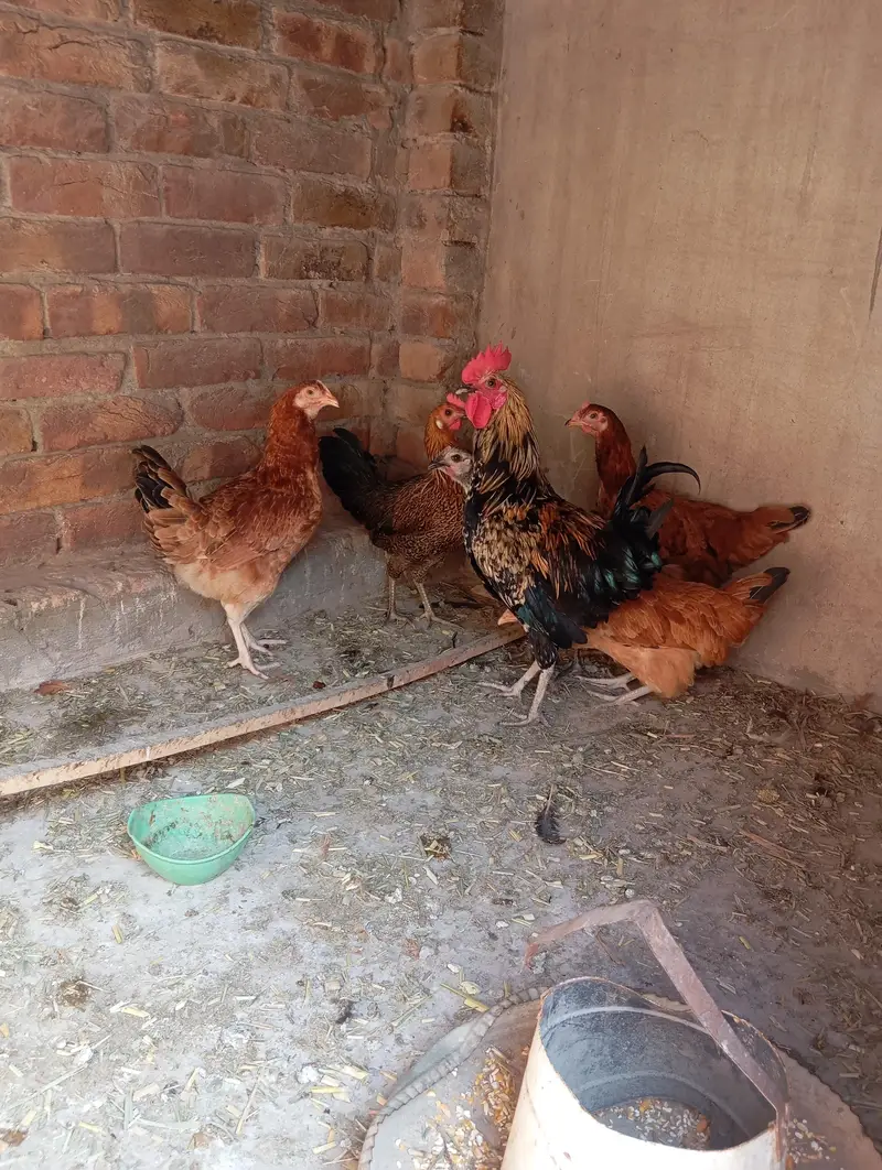 5 female 1 male — photo 3