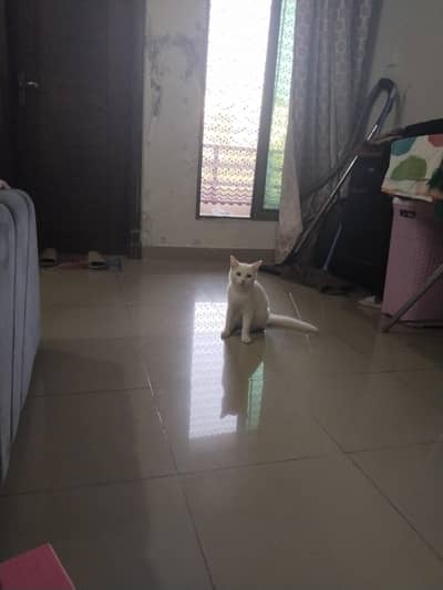 Persian white cat