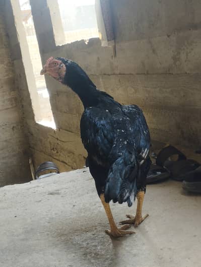 breeder female