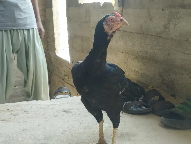 breeder female — photo 2