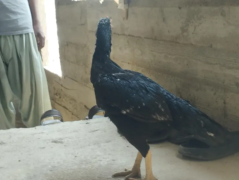 breeder female — photo 3