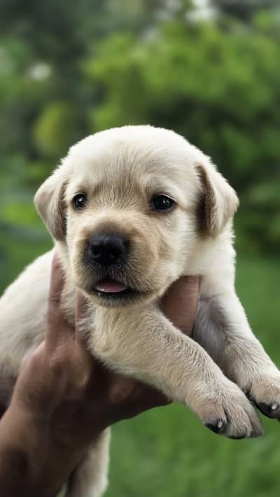 Labrador Female puppy