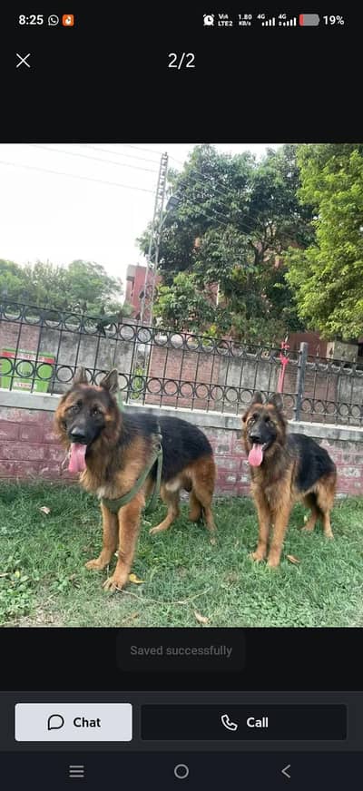 German shepherd Pair For Sale