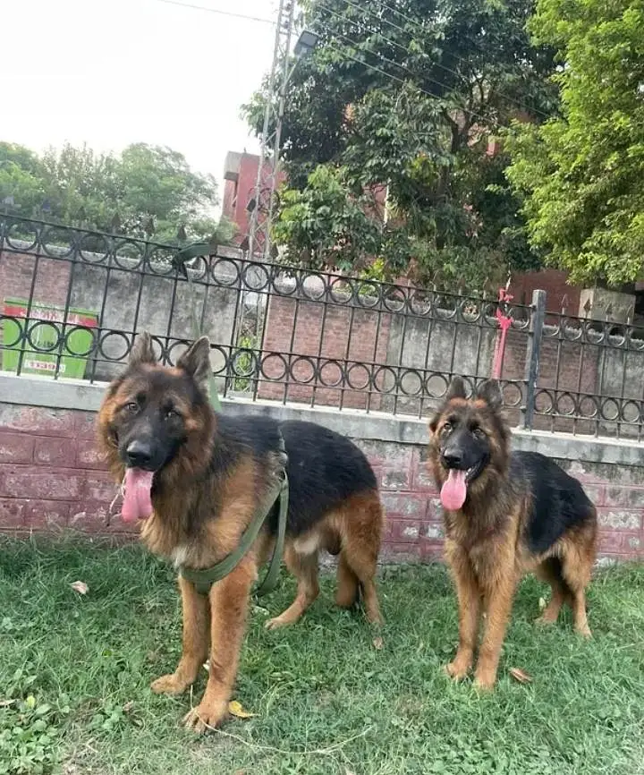 German shepherd Pair For Sale — photo 2