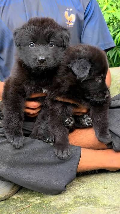 Black German Shepherd Pair | GSD | German Shepherd long coat pupy