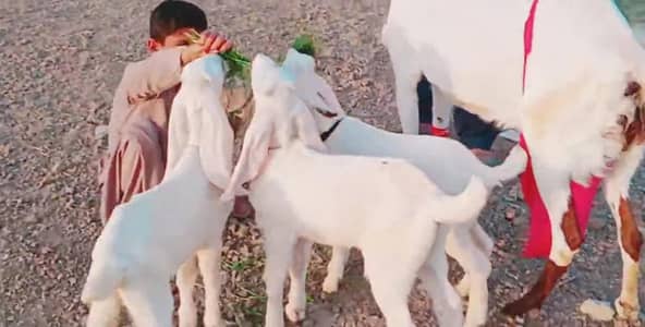 3 Bacchon Ka Sath Desi Bakri For Sale _ 03299224671