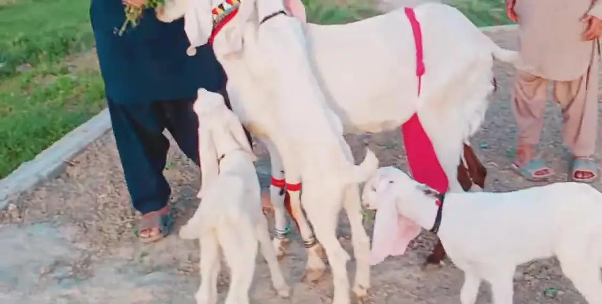 3 Bacchon Ka Sath Desi Bakri For Sale _ 03299224671 — photo 3