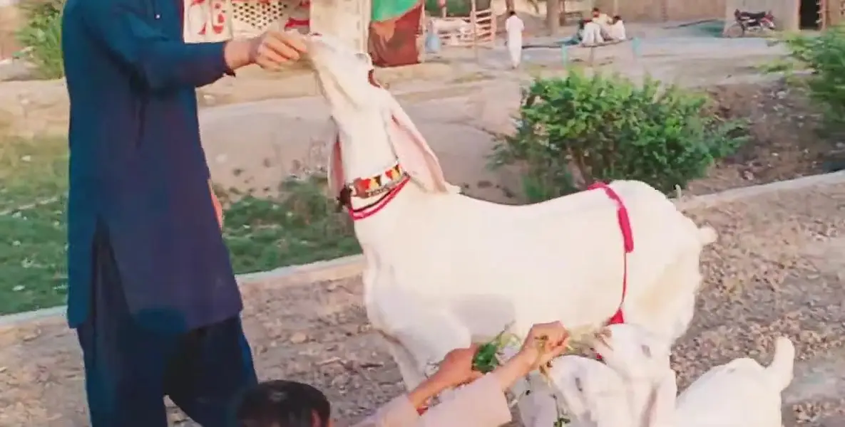 3 Bacchon Ka Sath Desi Bakri For Sale _ 03299224671 — photo 4