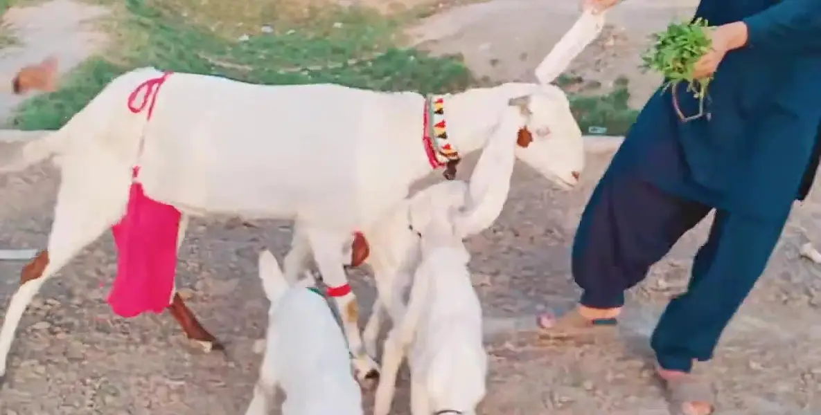 3 Bacchon Ka Sath Desi Bakri For Sale _ 03299224671 — photo 6