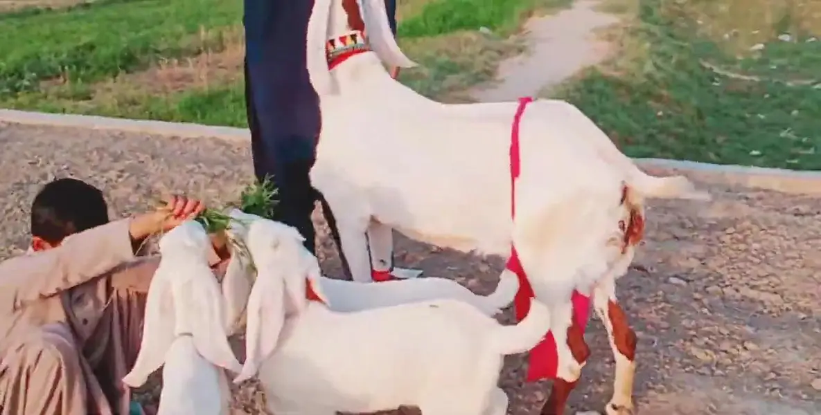3 Bacchon Ka Sath Desi Bakri For Sale _ 03299224671 — photo 8