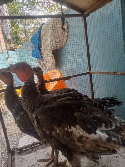 3 turkey